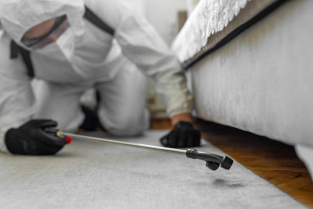 Professional Bed Bug Control technician working in Mango, FL